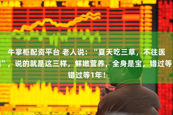 牛掌柜配资平台 老人说：“夏天吃三草，不往医院跑”，说的就是这三样，鲜嫩营养，全身是宝，错过等1年！